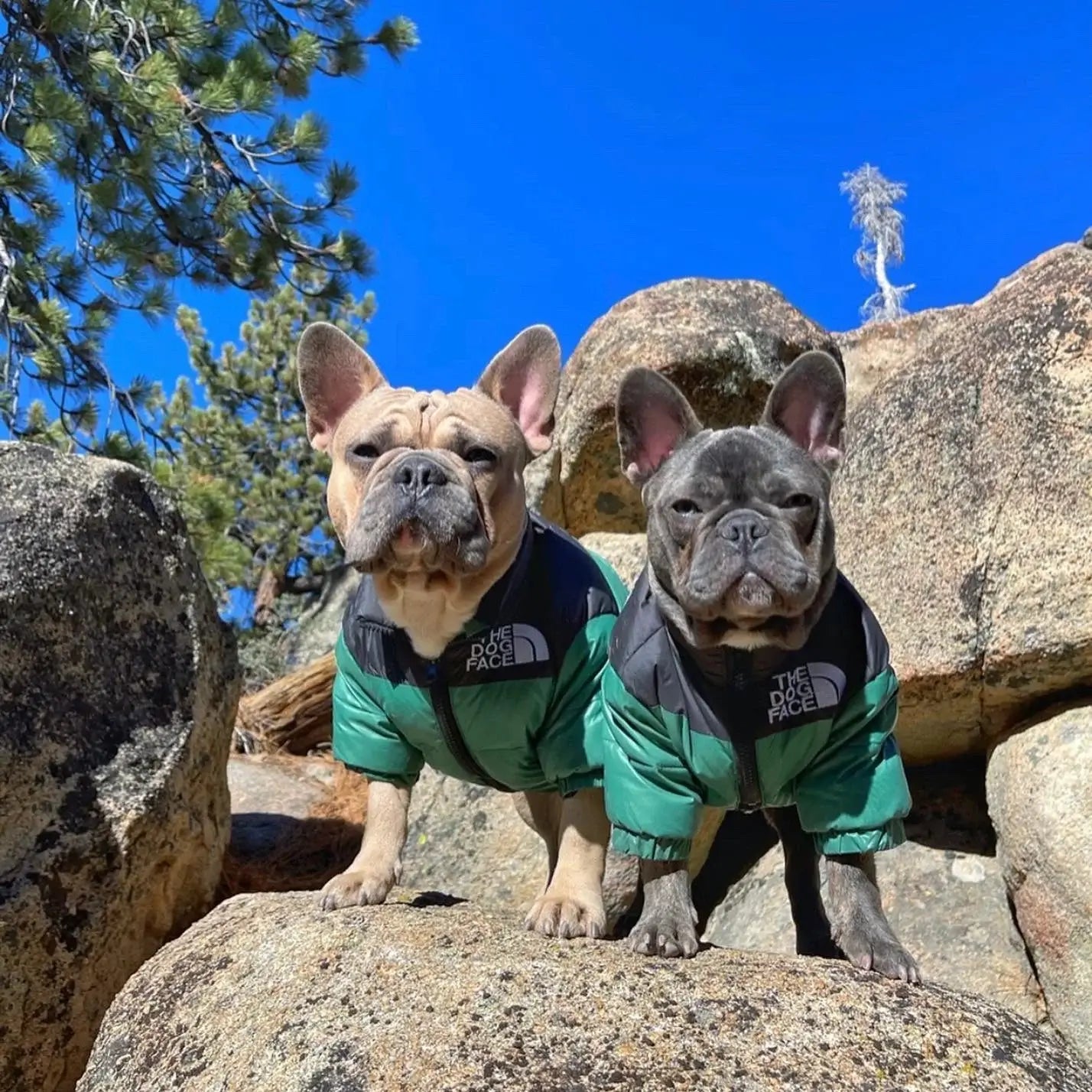 Essential Dog Puffer